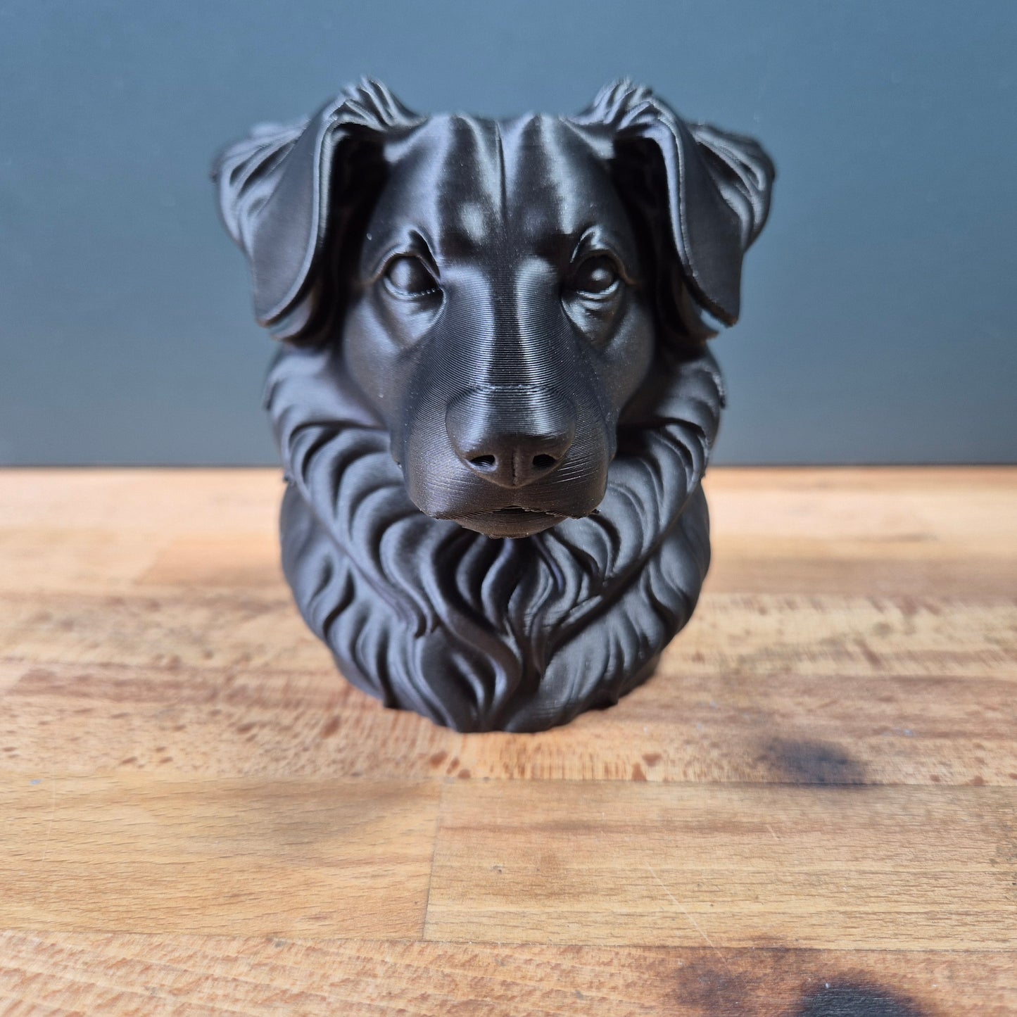Miniature American Shepherd Bust