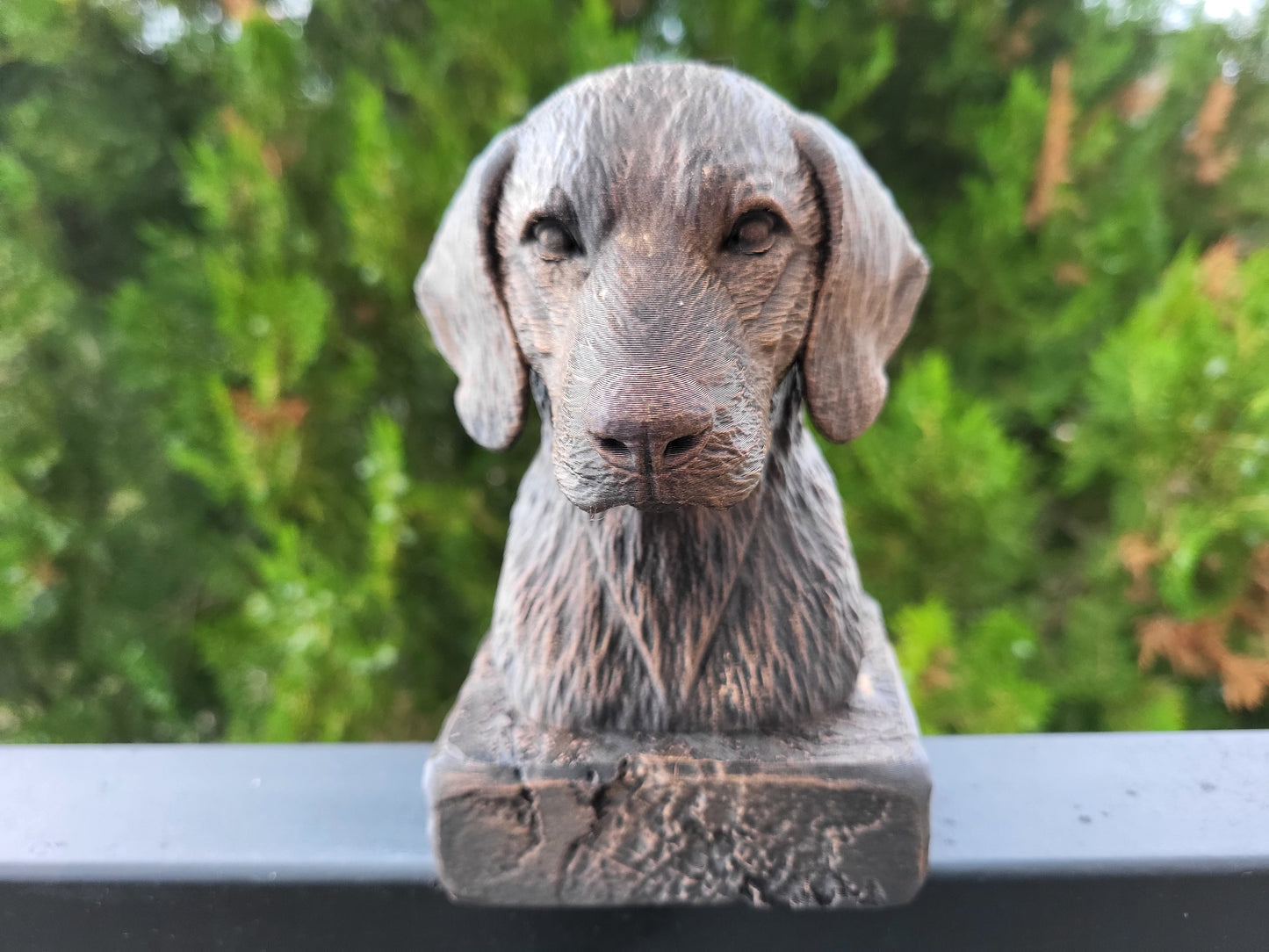 Plott Hound Bust
