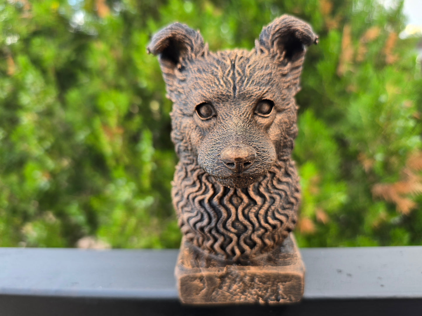 Pumi Bust