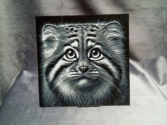 Pallas's Cat (Felis manul)