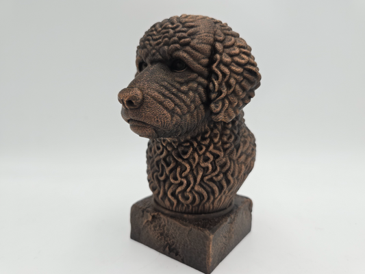 Spanish Water Dog Bust