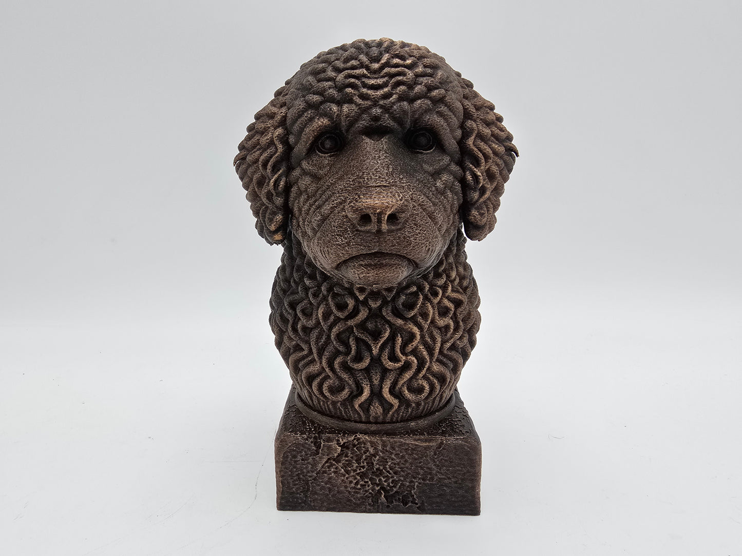 Spanish Water Dog Bust