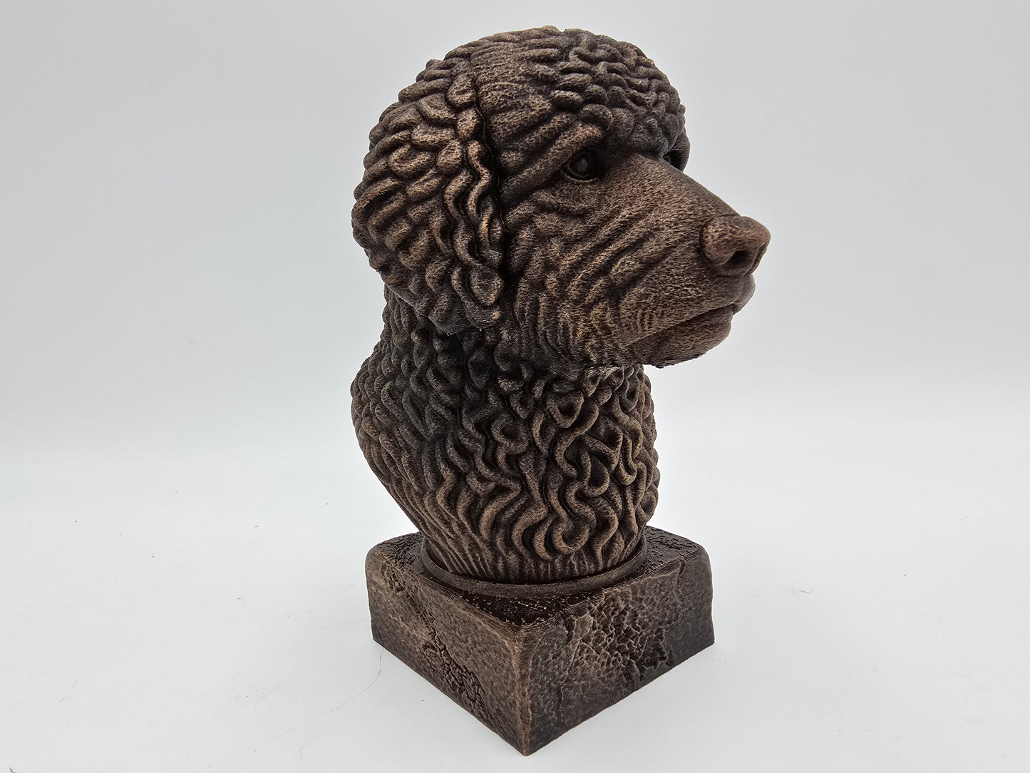 Spanish Water Dog Bust
