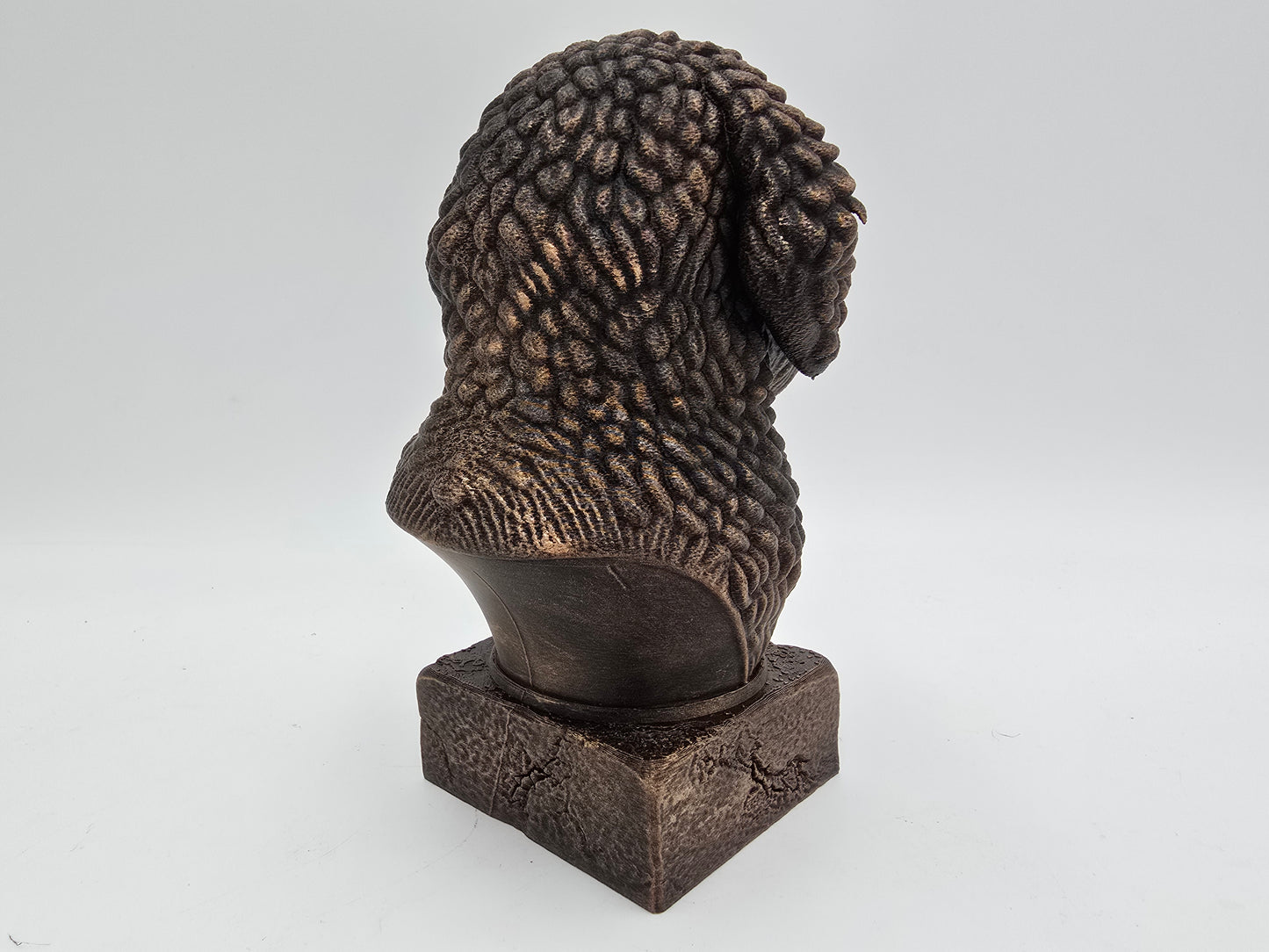Spanish Water Dog Bust