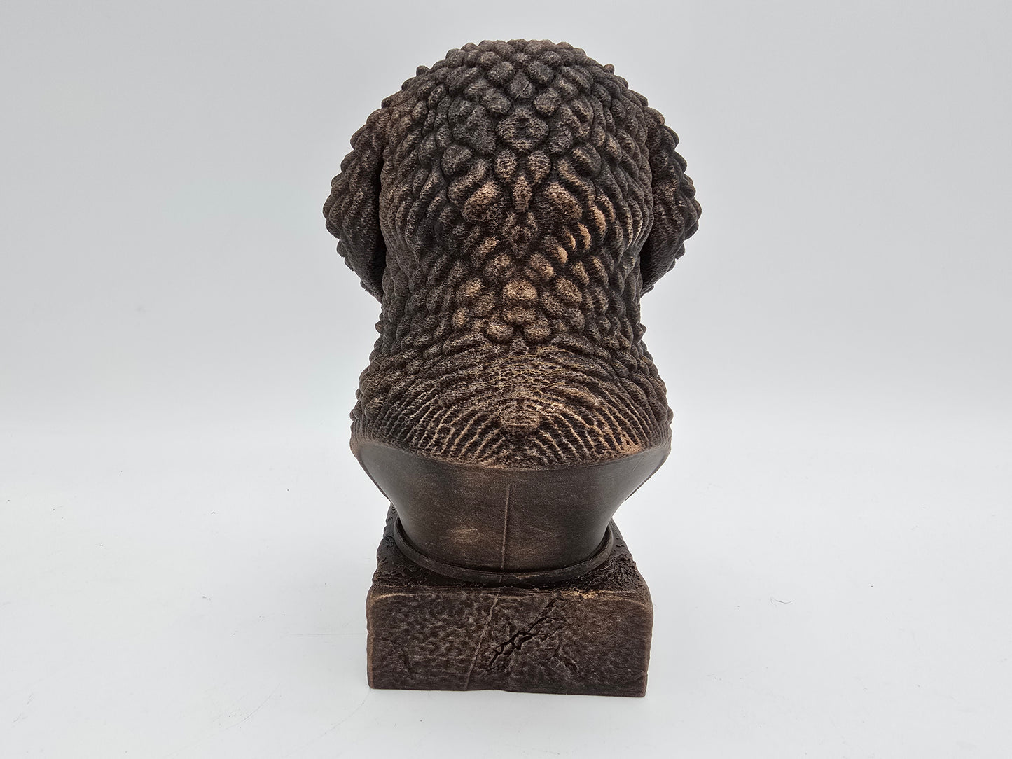 Spanish Water Dog Bust