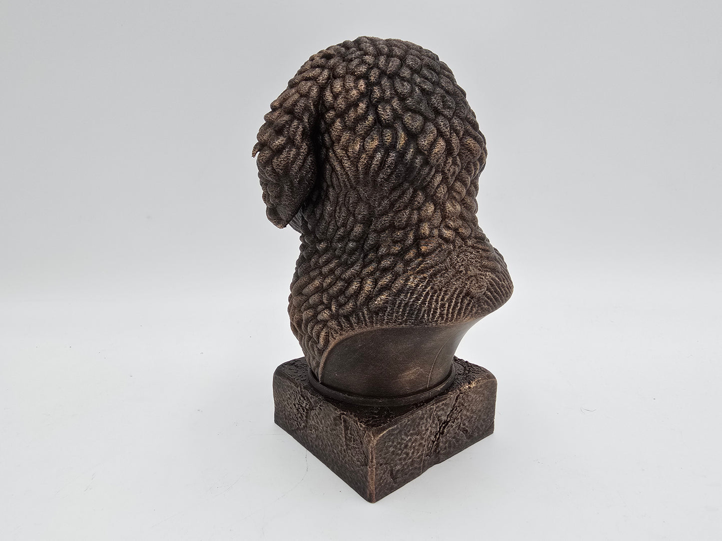 Spanish Water Dog Bust
