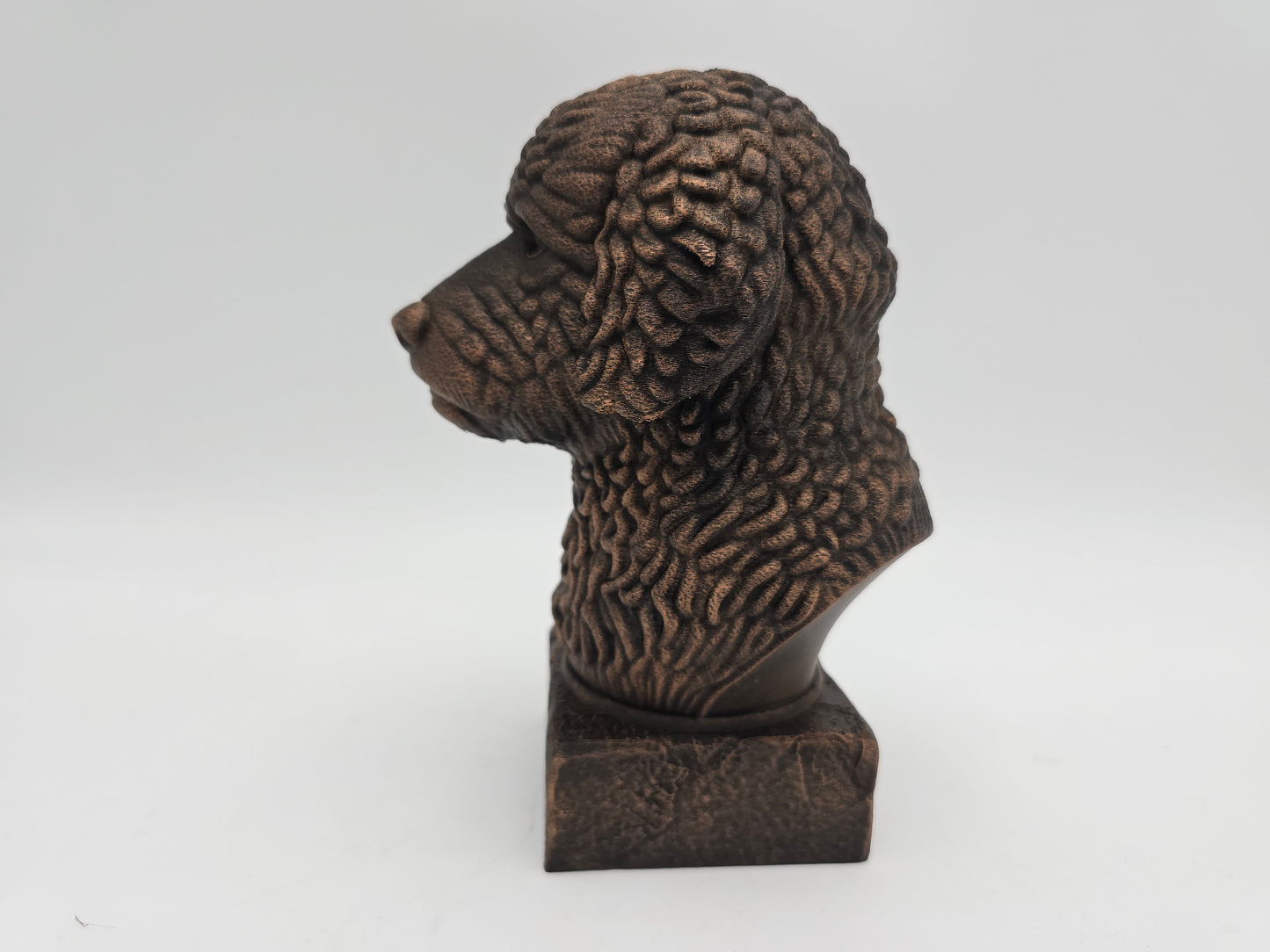 Spanish Water Dog Bust