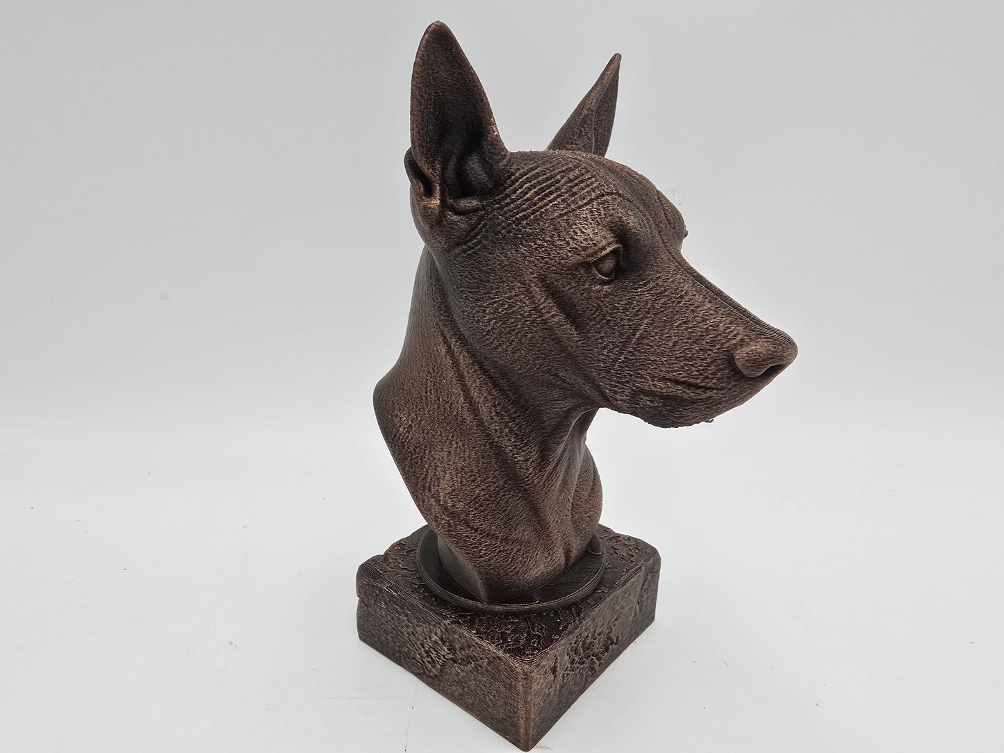 Xolo Bust