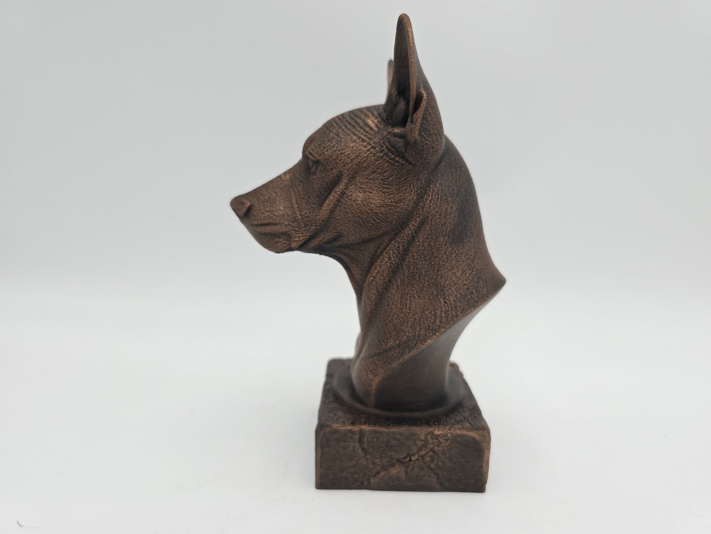 Xolo Bust